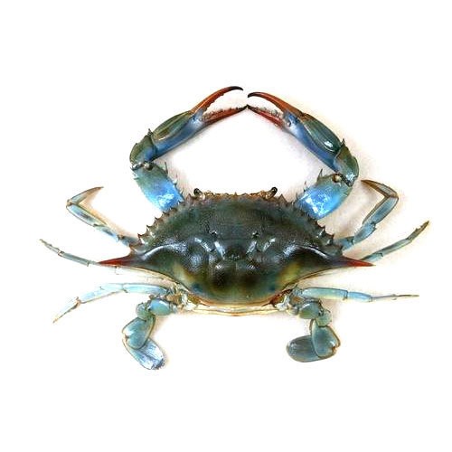 mr_crabs